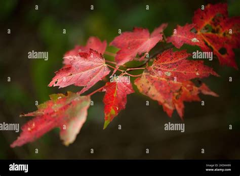 Bright And Colorful Red Maple Leaves In The Fall Season Acer Rubrum