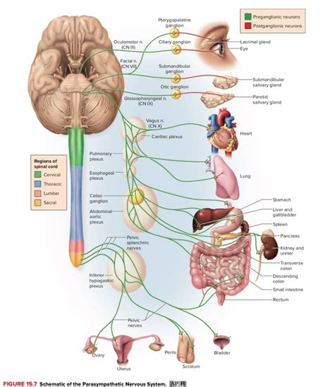 Vagus Nerve Pathway Anatomy