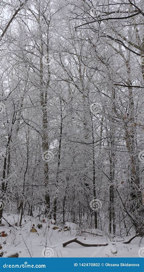 Winter Background Trees Covered With White Fluffy Snow Stock Photo