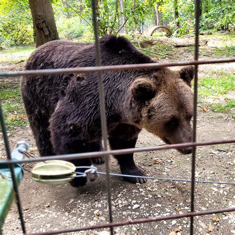 Libearty Bear Sanctuary And Draculas Castle Day Tour From Bucharest