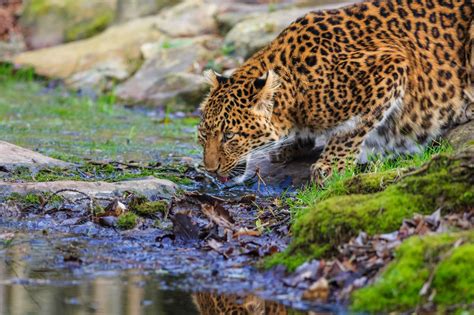 Amur Leopard Expedition • Russia • Voygr Expeditions