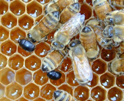 Small Hive Beetle Control Video Tutorial Keeping Backyard Bees