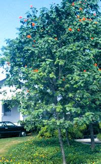 A variety of flowering trees with orange blossoms grow in florida, both native and introduced. Miami-Dade County - Environment - Orange Geiger (Cordia ...