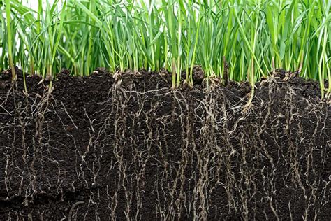 How Deep Do Bermuda Grass Roots Grow