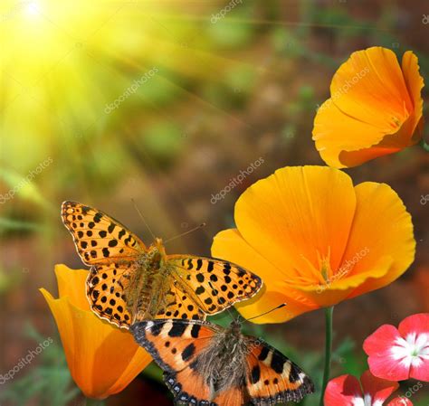Butterflies On Flowers Stock Photo By ©lilkar 1709532
