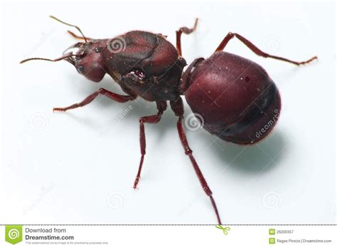 Saúva cabeça de vidro, limão sulina, limão (atta spp). Formiga Grande Tanajura Fotografia de Stock Royalty Free ...