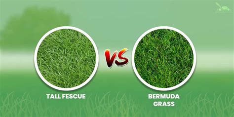 Tall Fescue Vs Bermuda Grass How Do They Differ Bird And Feather