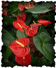 I piccoli fiori di 1 a 3 cm di diametro hanno petali cerosi di colore rosa o come molte piante da interni, può essere attaccata dai ragnetti rossi, dalle coccinelle e dai funghi. le piante da appartamento - I FIORI DI GRAZIA