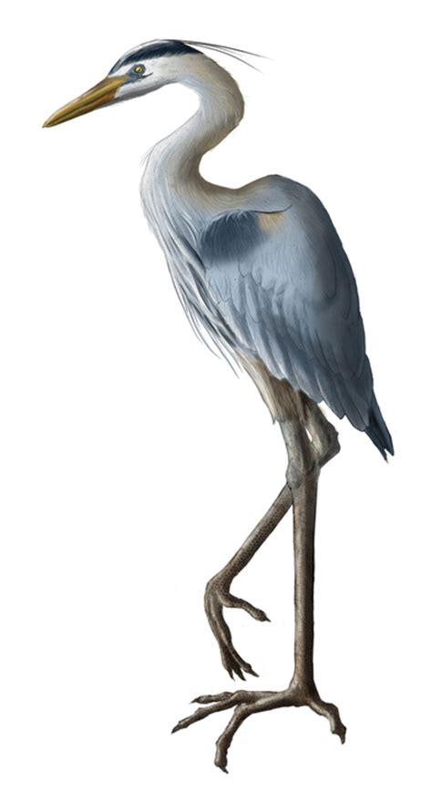 Heron Clipart Free Download On Clipartmag
