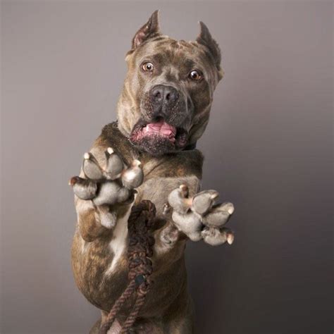 Meet The Dog Photographer Who Specializes In Hilarious Expressions