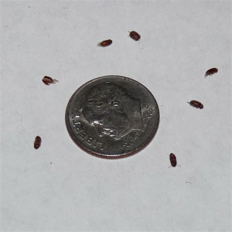 Snow fleas just another name for springtails, which are not fleas at all. Household insect pest - Ask an Expert