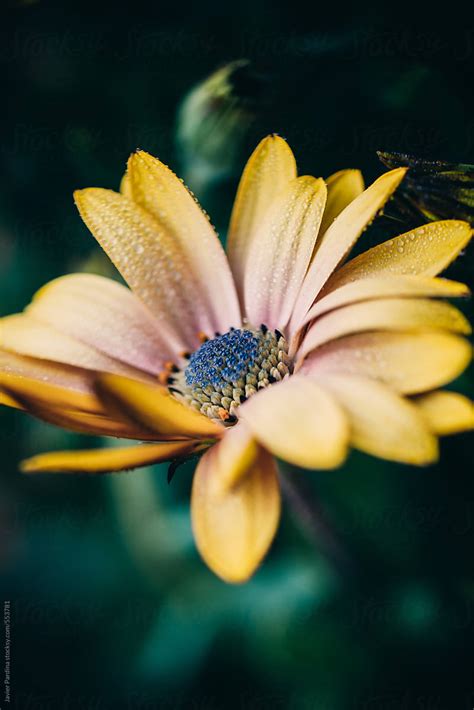 Closeup Of Yellow Flower By Stocksy Contributor Javier Pardina