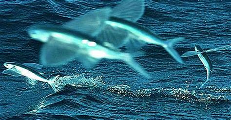 Life Under The Blue Water Flying Fish A Fish That Have The Power Of