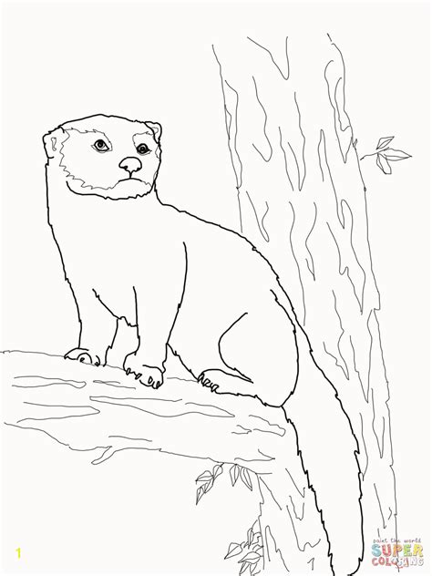 Weasel Coloring Pages Divyajanan