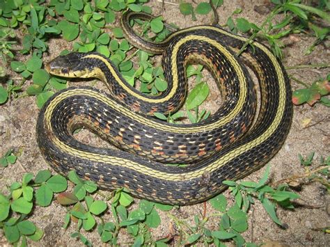 Common Garter Snake Thamnophis Sirtalis Minnesota Amphibian