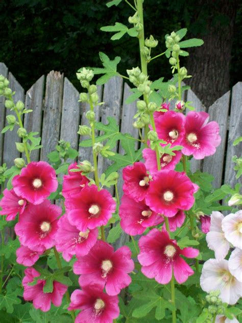 Can I Be Pretty In Pink Holly Hocks Seeds Hollyhocks Flowers
