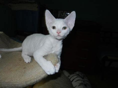 Devon Rex Kittens For Sale For Sale In Ironwood Michigan Classified