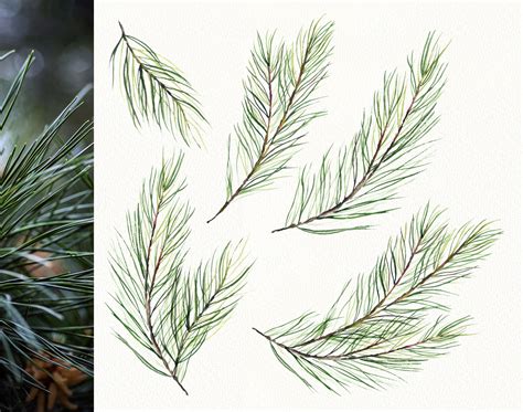 Watercolor Christmas Pine Tree Branches By Olga Koelsch Thehungryjpeg