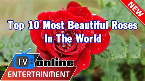 Top 10 Most Beautiful Roses In The World Youtube