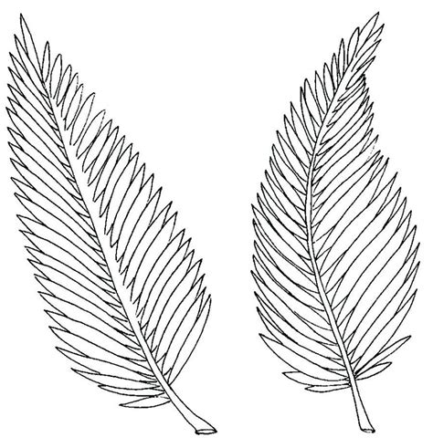 Find vectors of palm leaf. Jungle Leaf Drawing at GetDrawings | Free download