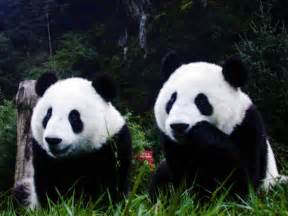 Cute Panda Hd Wallpapers Tumblr Pixelstalknet