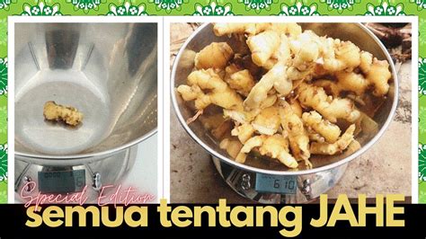 Tanam Jahe Rumahan Di Pot Untung 80x Lipat Ga Beli Jahe Lagi Selamanya