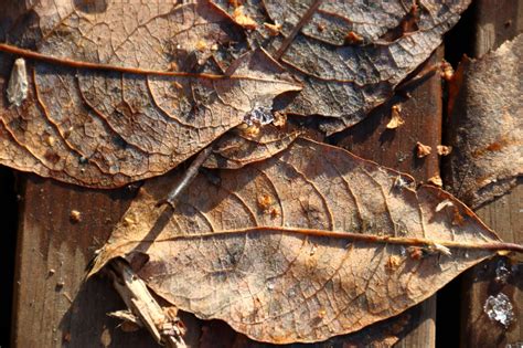 Autumn Leaves Were Revealed Under Melting Snow Terhini Blipfoto
