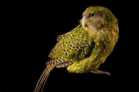 Kākāpō Rare Creatures Of The Photo Ark Official Site Pbs