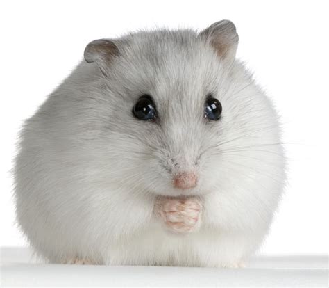 Information About Winter White Dwarf Hamster Care And Facts Russian