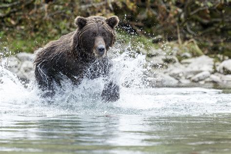 Alaska Magazine Alaskan Bear Photo Tours In Lake Clark National Park