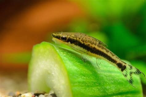 18 Best Algae Eaters For Your Freshwater Aquarium