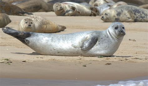 Common Seal Facts Diet And Habitat Information