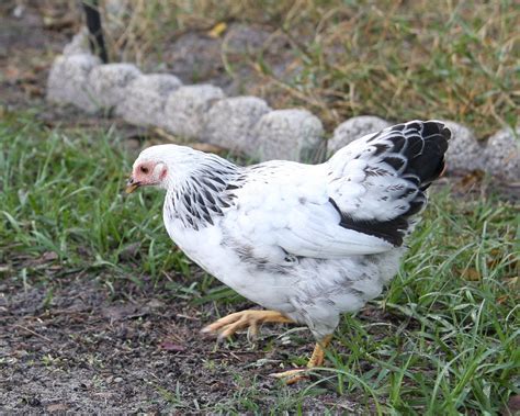 Sexing Colombian Wyandotte Bantams Backyard Chickens Learn How To Raise Chickens