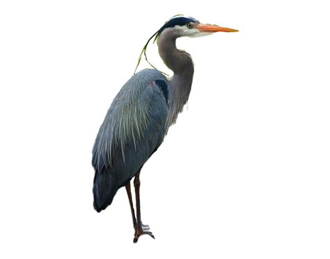 Heron Png Png All Png All