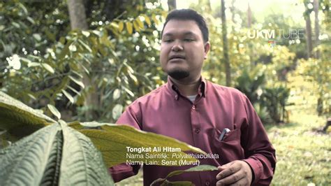 Selain itu, ia juga membantu dalam melawaskan pembuangan air kecil dan besar. @Taman Herba UKM - Tongkat Ali Hitam - YouTube