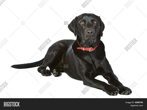 Black Labrador Lying Image And Photo Free Trial Bigstock