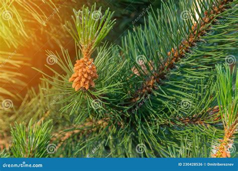 Close Up Of A Pine Branch Twisted Pine Pinus Contorta Is An