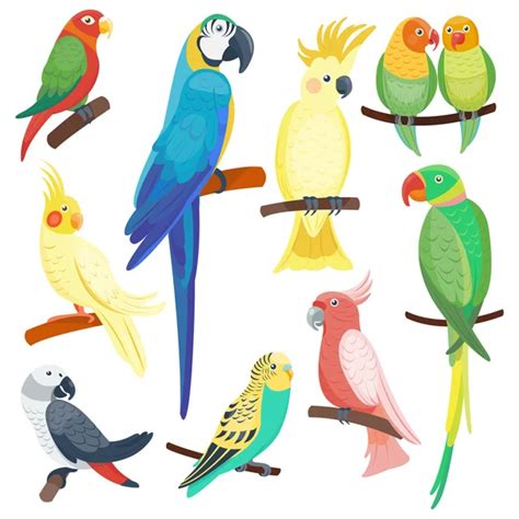Cartoon Parrots Set Vector Stock Image Everypixel