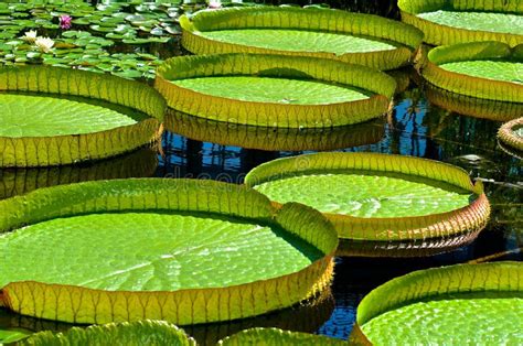 Large Lilly Pads Floating Stock Image Image Of Gardens 48508551