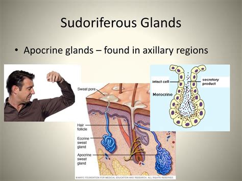 Ppt The I Ntegumentary System Powerpoint Presentation Free Download