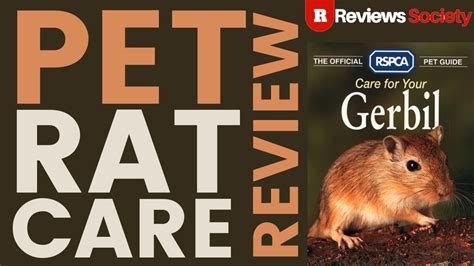 Caring For Your Pet Rat Review Advice And Guidance Blue Cross Watch