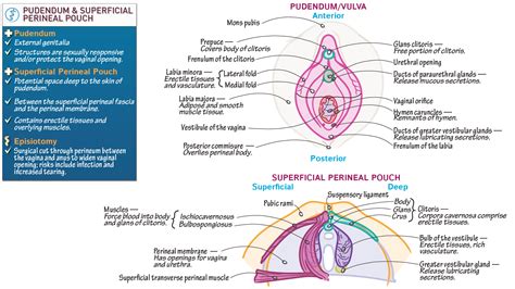 Reproductive System Pudendum And Perineum Of The Female Ditki