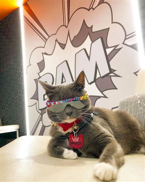 This is a very active rescue and listings can change daily. Meet Famous Instagram Cat Bagel Who Owns 600 Pairs of ...