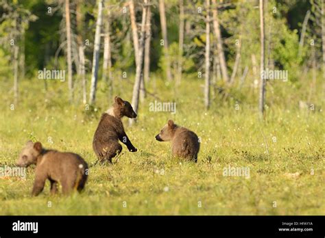 Brown Bear Cubs Playing In The Bog Stock Photo Alamy