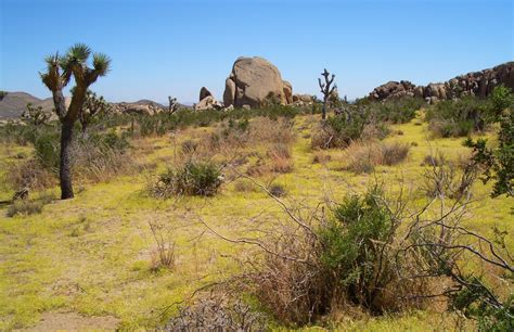 Joshua Tree National Park California Usa