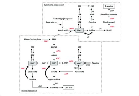 Schematic Representation Of Purine And Pyrimidine Metabolism