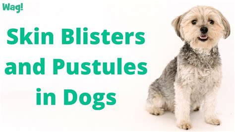 Skin Blisters And Pustules In Dogs Wag Youtube
