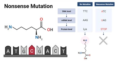 Nonsense Mutation Definition Causes Mechanism Applications Examples
