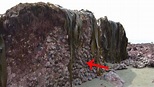紐西蘭地震 頂級黑鮑魚從天而降 - 每日頭條