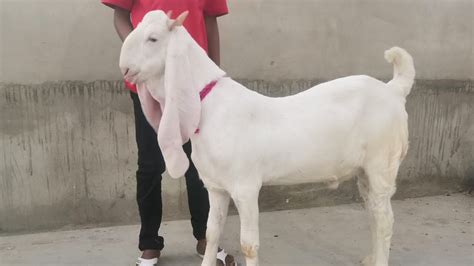 Gulabi Goats For Sale For Qurbani 2020 Youtube